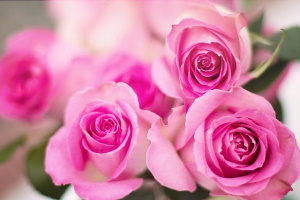 Foto Rose