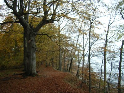 Foto Bäume und Gehölz